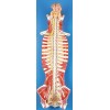 SPINAL CORD IN THE SPINAL CANAL (SOFT)